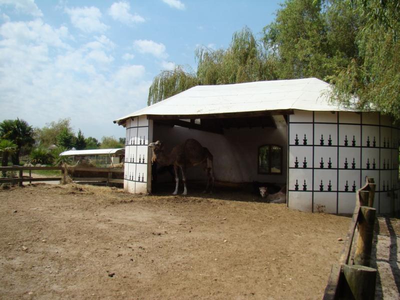 Dromadaire
