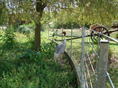 Grue antigone - 2008