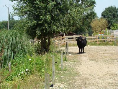 Buffle indien - 2008