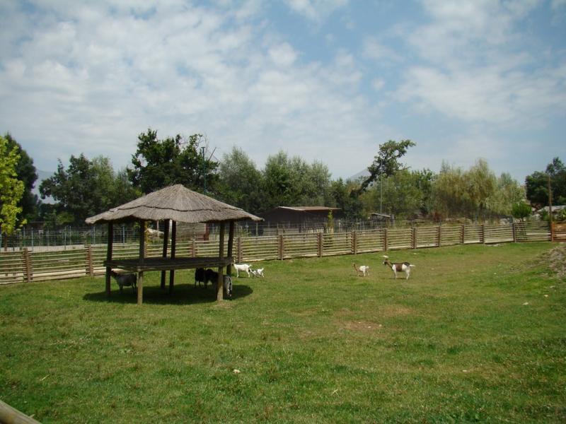 Chèvres naines