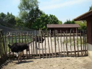 Autruche