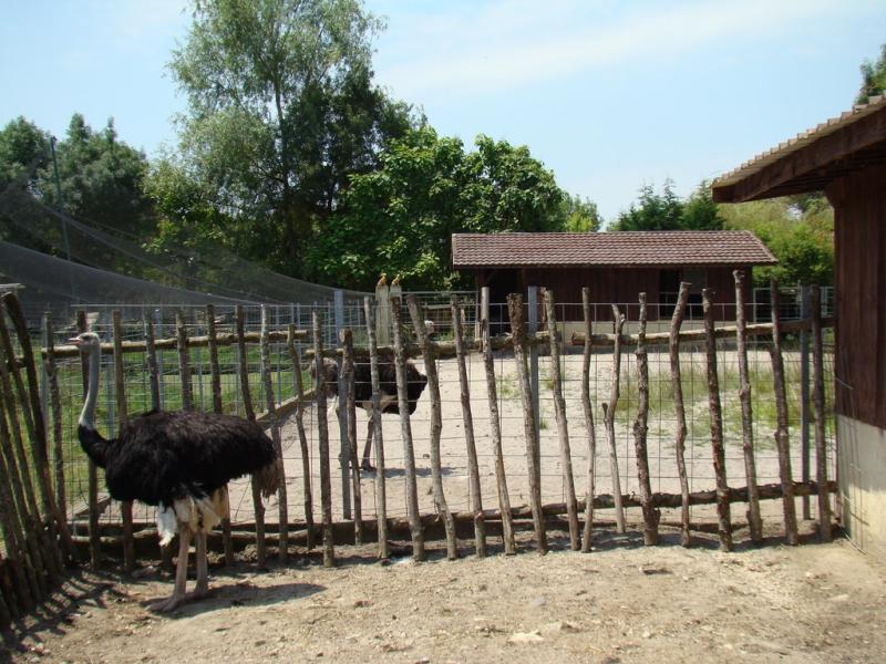 Autruche