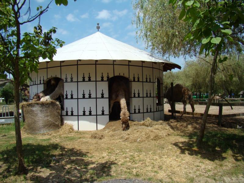 Dromadaire