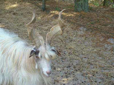 Chèvre Girgentana - 2008