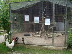 Perruches