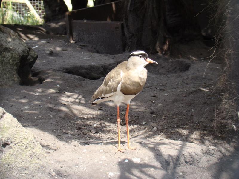 Vanneau couronné