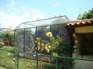 Chien de prairie