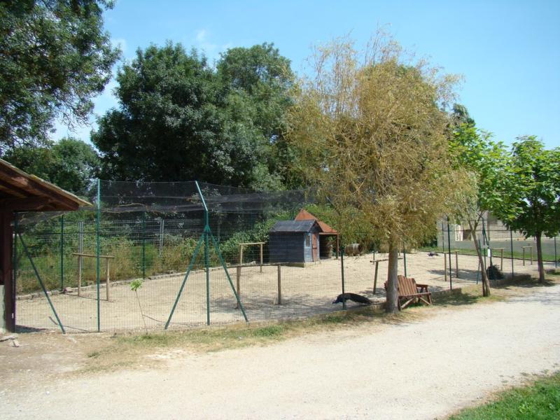 Paon bleu
