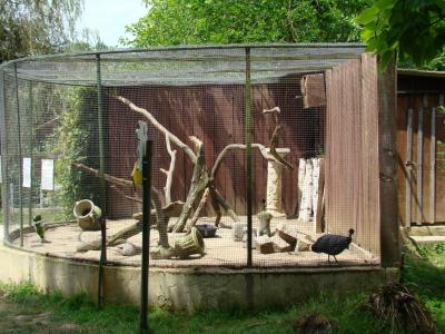 Pintade de Pucheran - 2008