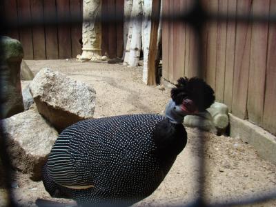 Pintade de Pucheran - 2008