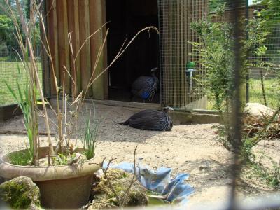 Pintade vulturine - 2008