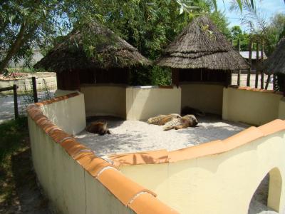 Porc-épic à crête - 2008