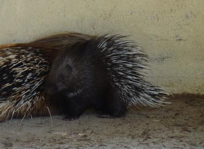 Porc-épic à crête - 2008