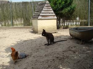 Wallaby de Bennett