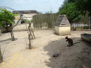 Wallaby de Bennett