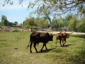 Watusi