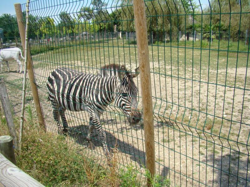 Zèbre