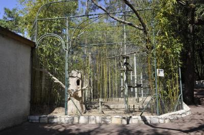 Calao trompette - 2015