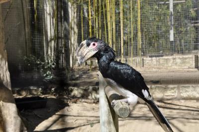 Calao trompette - 2015