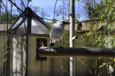 Etourneau de Bali - 2015