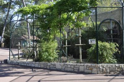 Nicobar à camail - 2015