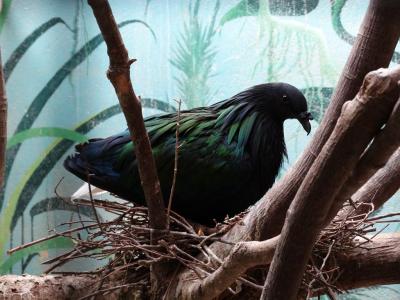 Nicobar à camail - 2015