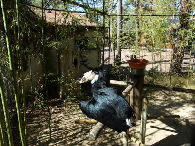 Calao festonné - 2015