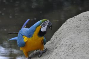 Ara ararauna,