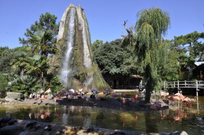 Flamant de Cuba - 2015