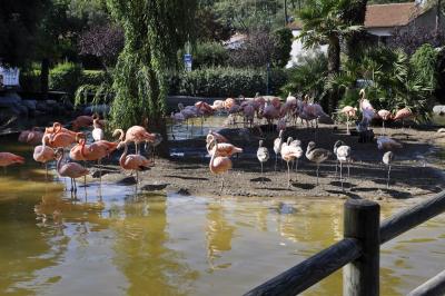 Flamant de Cuba - 2015