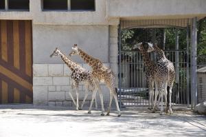 Girafe