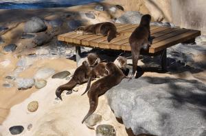 Loutre naine