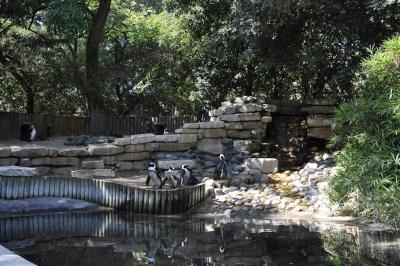 Manchot du Cap - 2015