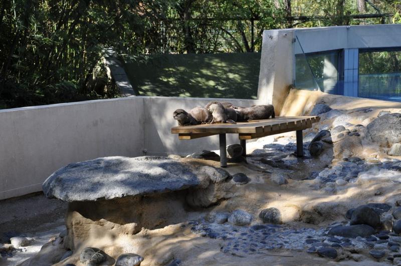 Loutre naine