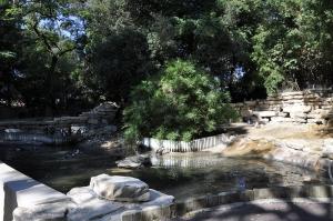 Manchot du Cap