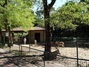 Oryx beisa