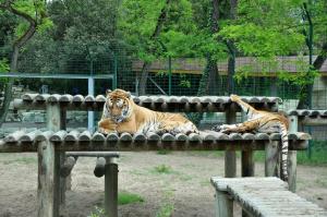 Tigre