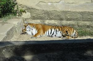 Tigre