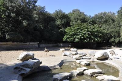 Tapir - Nandou - Cabiai - 2015