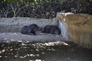 Tapir terrestre