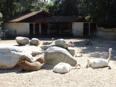 Tapir - Nandou - Cabiai - 2015