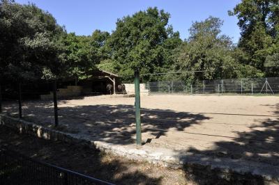 Bison d'Amérique - 2015