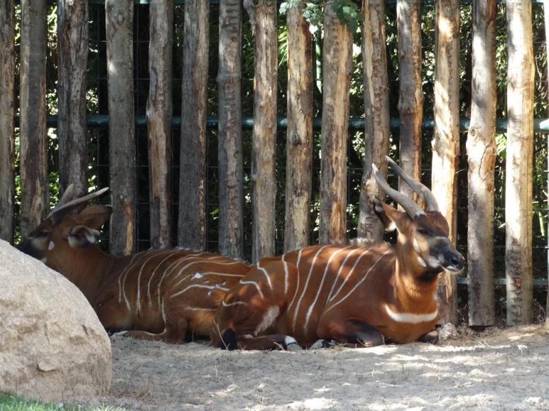 Bongo
