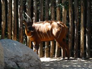 Bongo