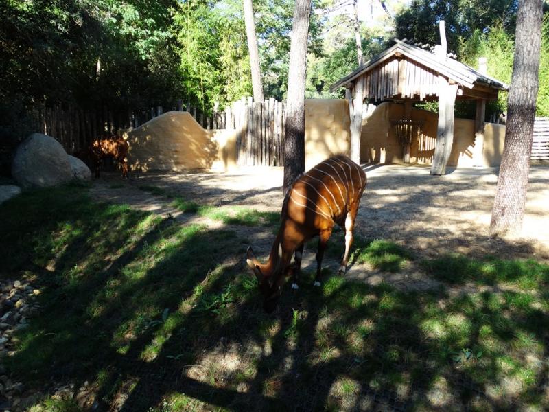 Bongo