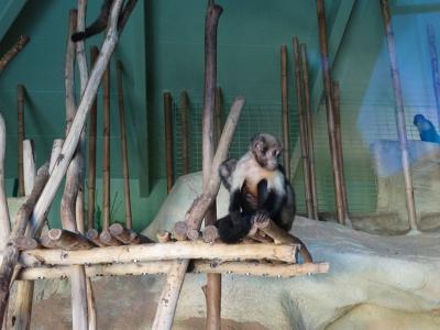 Capucin à poitrine jaune - 2015