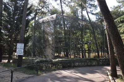 Colobe guéréza - 2015