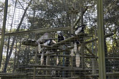 Colobe guéréza - 2015