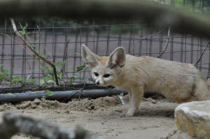 Fennec