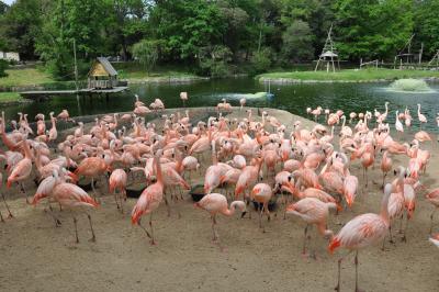 Flamant du Chili - 2015